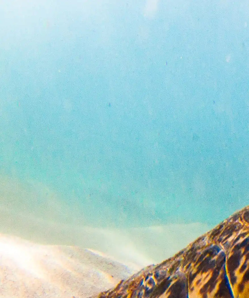 Hawaiian Turtle Wall Art