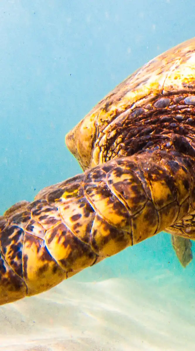 Hawaiian Turtle Wall Art