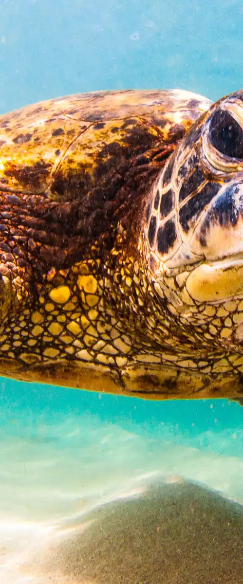 Hawaiian Turtle Wall Art