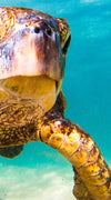 Hawaiian Turtle Wall Art