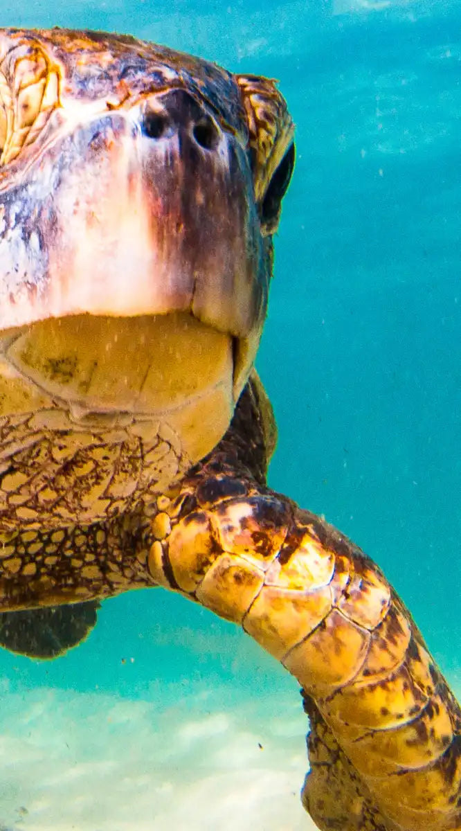 Hawaiian Turtle Wall Art