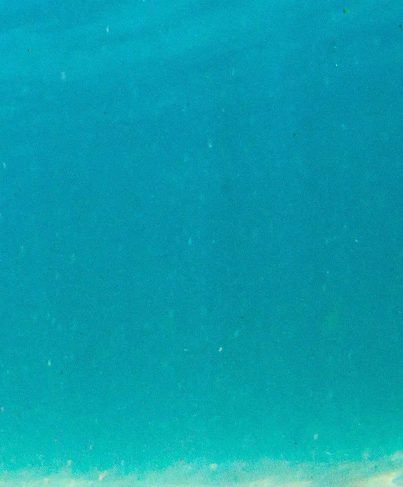 Hawaiian Turtle Wall Art