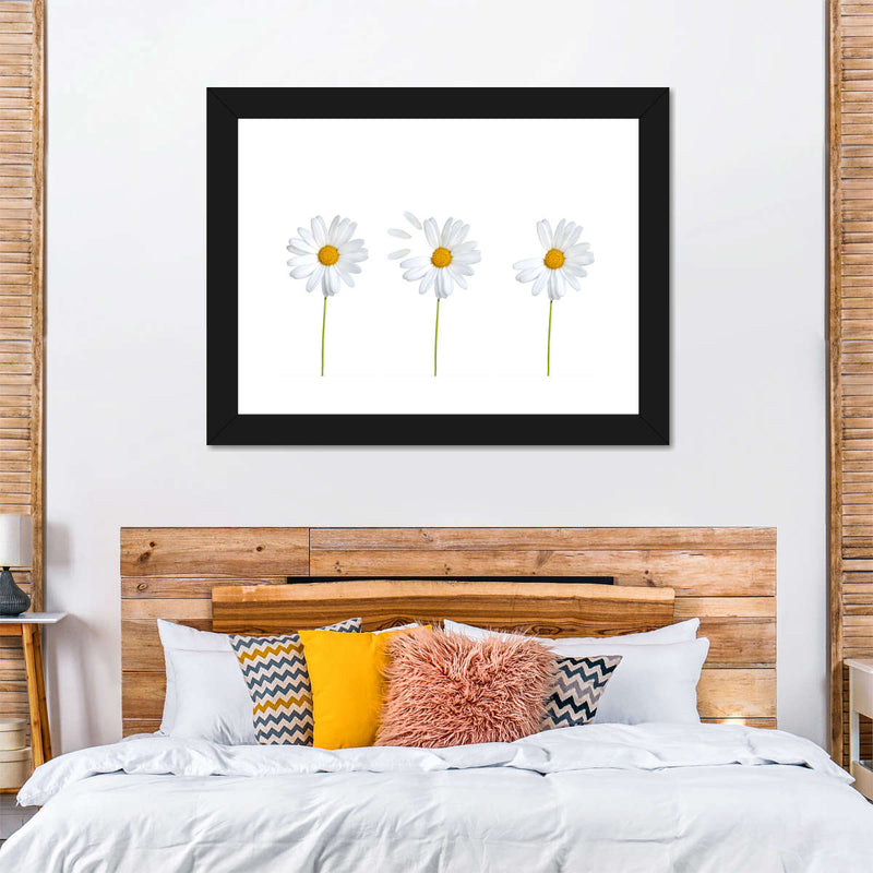 Plucked Daisies Wall Art