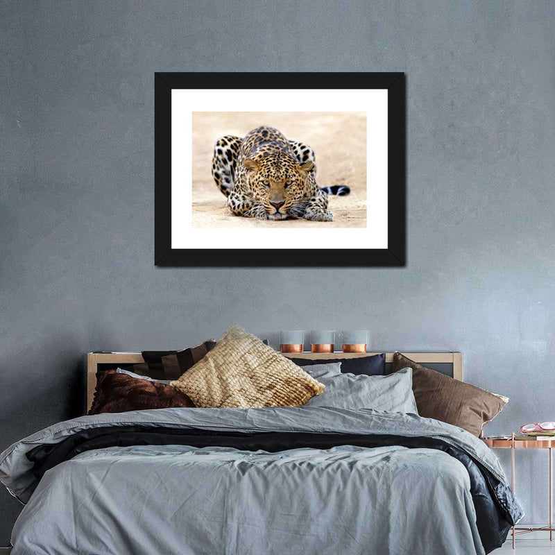 Watchful Jaguar Wall Art
