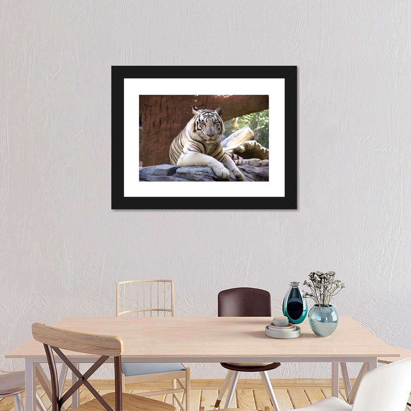 Resting White Tiger Wall Art