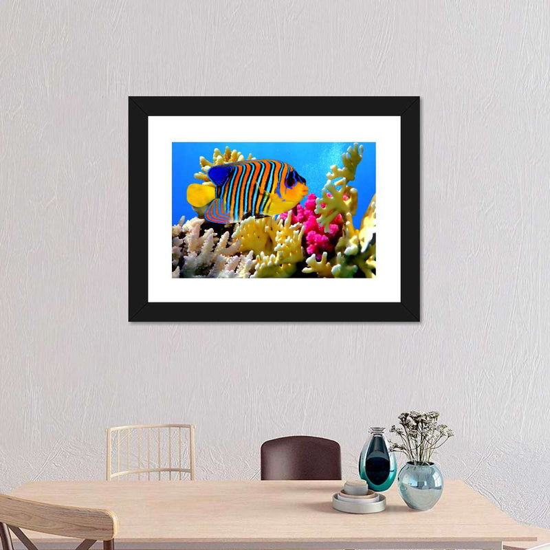 Queen Angelfish Wall Art