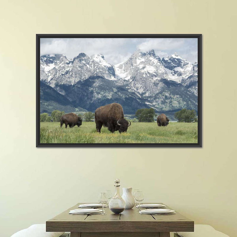 Grazing Teton Bison Wall Art