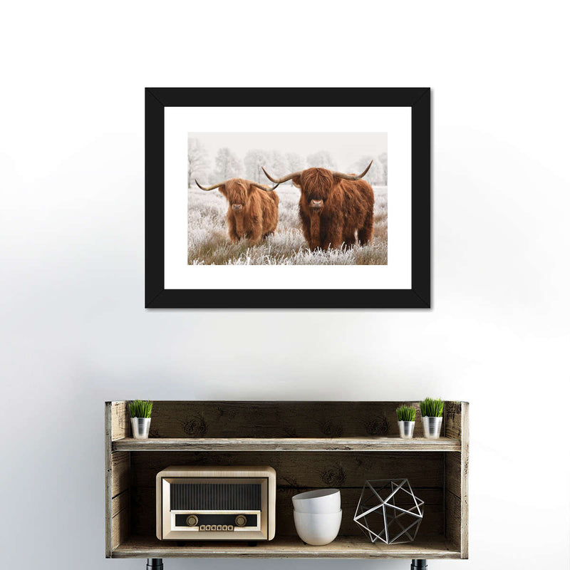 Hairy Scottish Highland Cows Wall Art