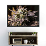 Marijuana In Winter Wall Art