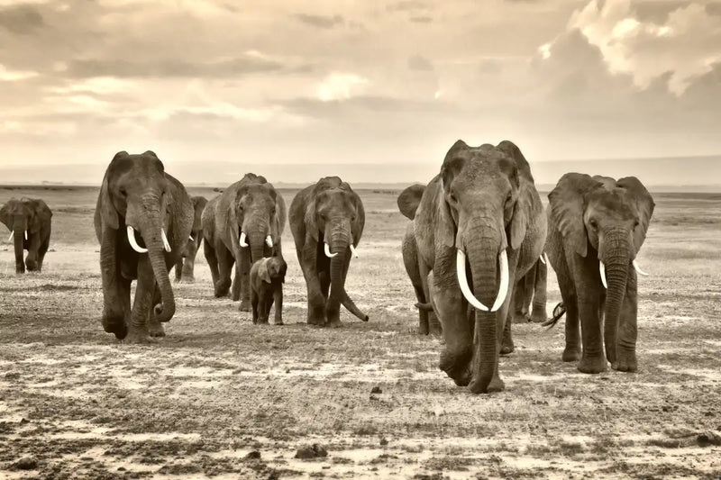 Herd Of Elephants Wall Art