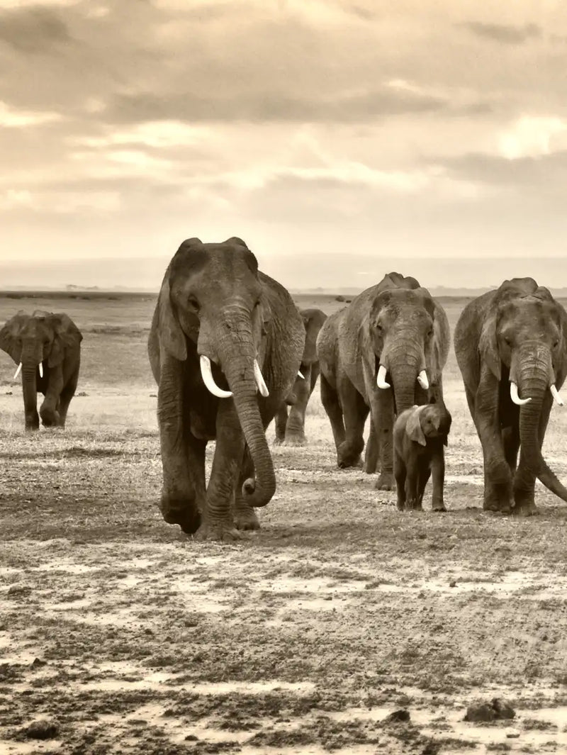 Herd Of Elephants Wall Art