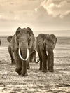 Herd Of Elephants Wall Art