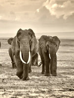 Herd Of Elephants Wall Art