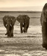 Herd Of Elephants Wall Art