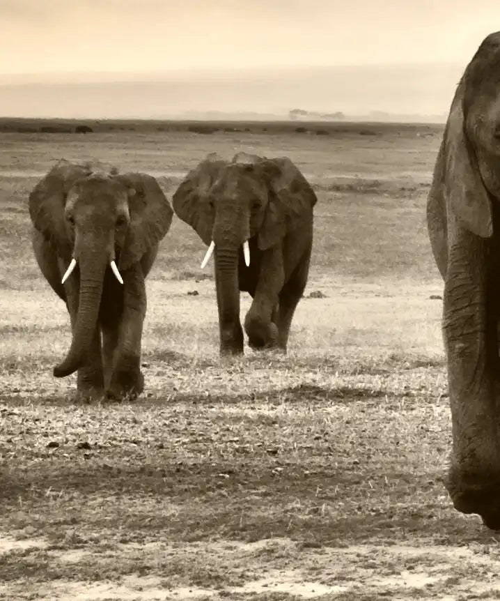 Herd Of Elephants Wall Art