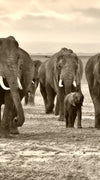 Herd Of Elephants Wall Art