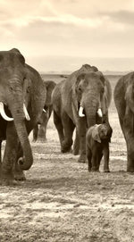 Herd Of Elephants Wall Art