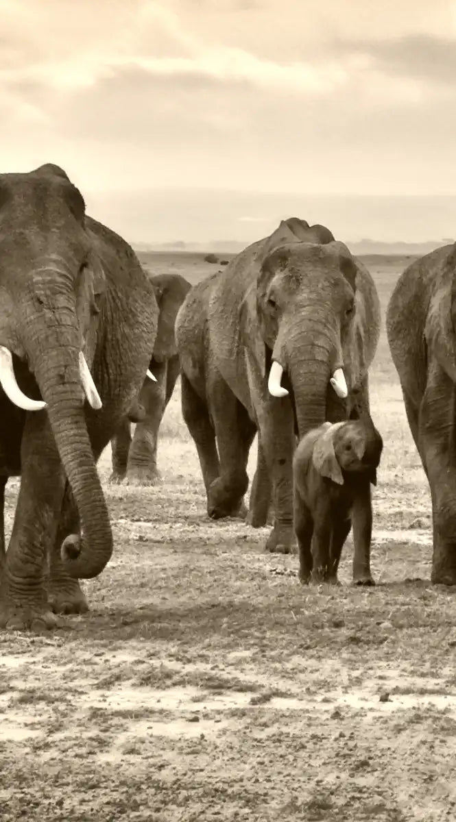 Herd Of Elephants Wall Art