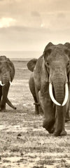Herd Of Elephants Wall Art