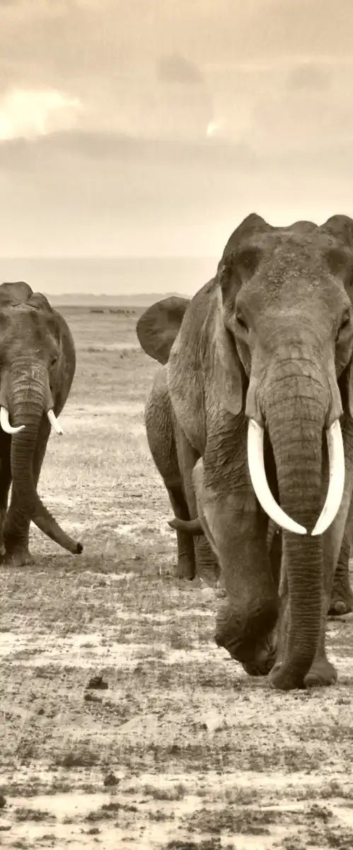 Herd Of Elephants Wall Art
