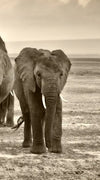 Herd Of Elephants Wall Art