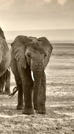 Herd Of Elephants Wall Art