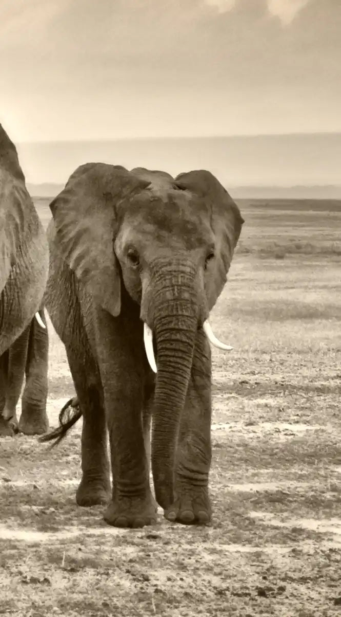 Herd Of Elephants Wall Art