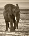 Herd Of Elephants Wall Art