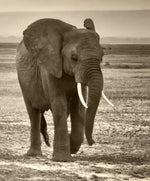 Herd Of Elephants Wall Art