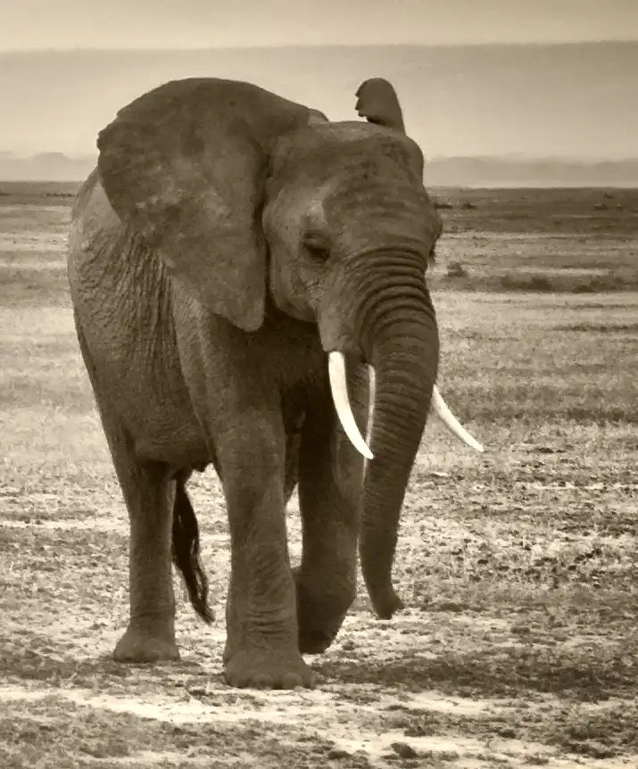 Herd Of Elephants Wall Art