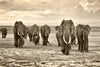 Herd Of Elephants Wall Art
