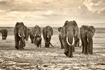Herd Of Elephants Wall Art