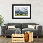 Grazing Teton Bison Wall Art