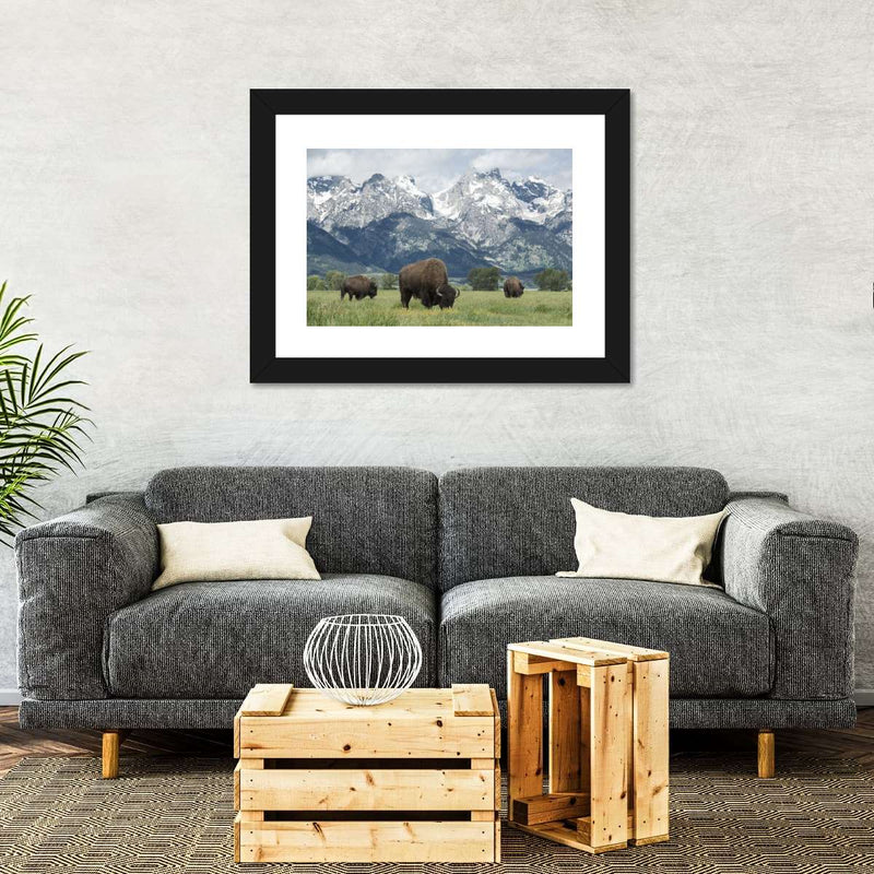 Grazing Teton Bison Wall Art