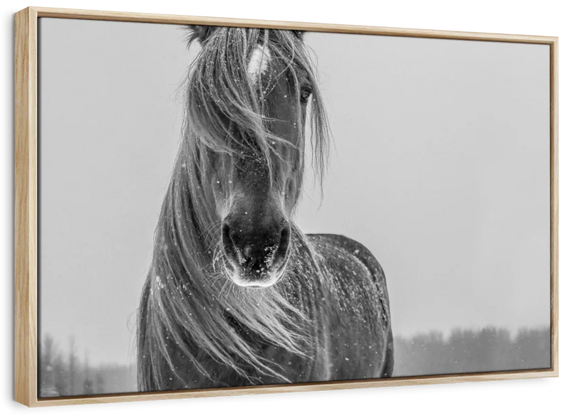 Winter Horse Wall Art