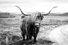 Highland Bull Wall Art