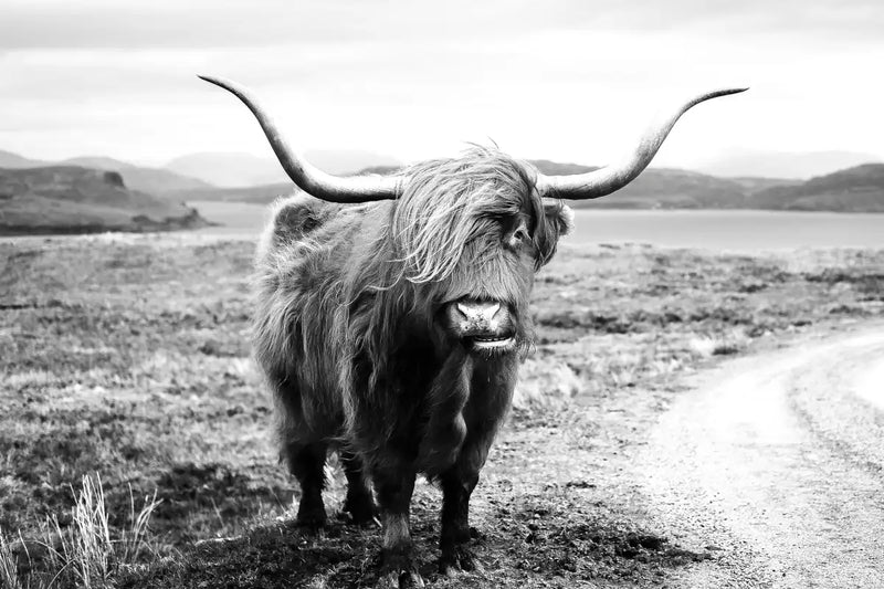 Highland Bull Wall Art