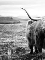 Highland Bull Wall Art