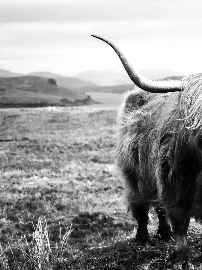 Highland Bull Wall Art