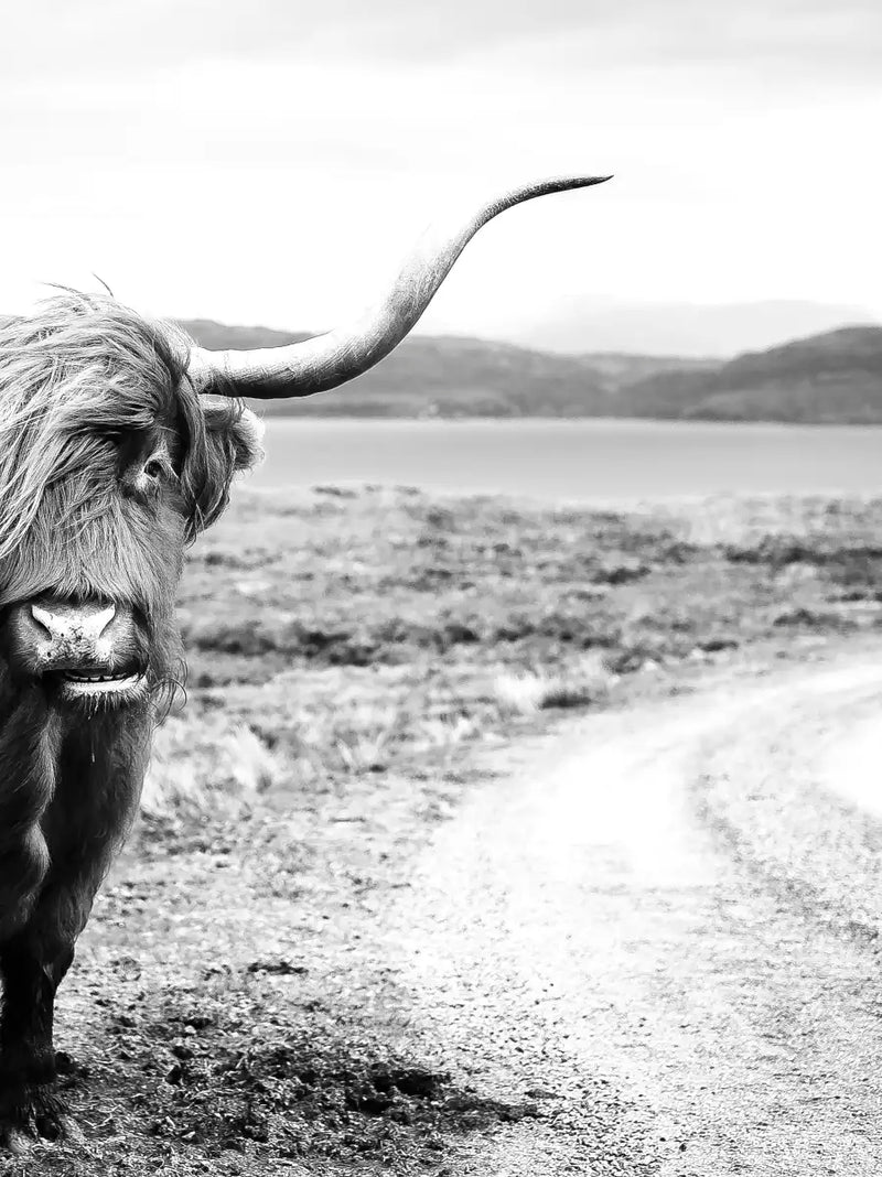 Highland Bull Wall Art