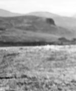 Highland Bull Wall Art