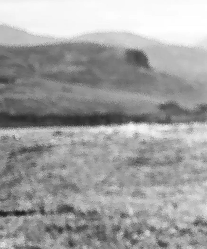 Highland Bull Wall Art