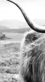 Highland Bull Wall Art