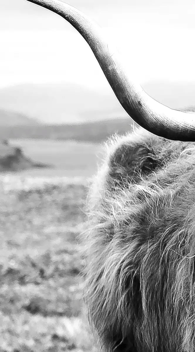 Highland Bull Wall Art