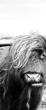 Highland Bull Wall Art