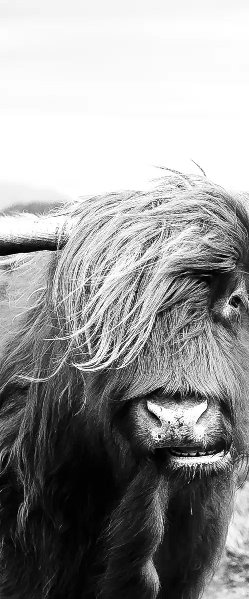 Highland Bull Wall Art