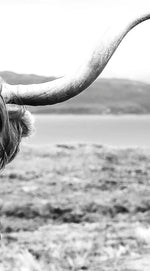 Highland Bull Wall Art