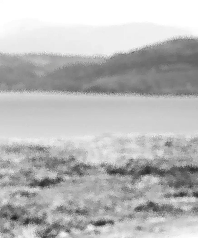 Highland Bull Wall Art