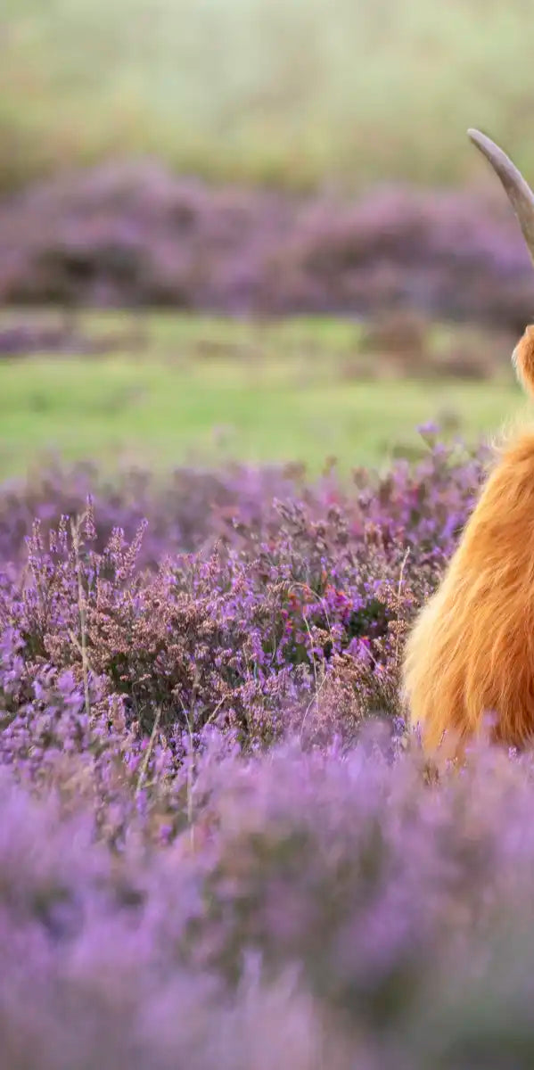 Highland Cow Paradise Wall Art