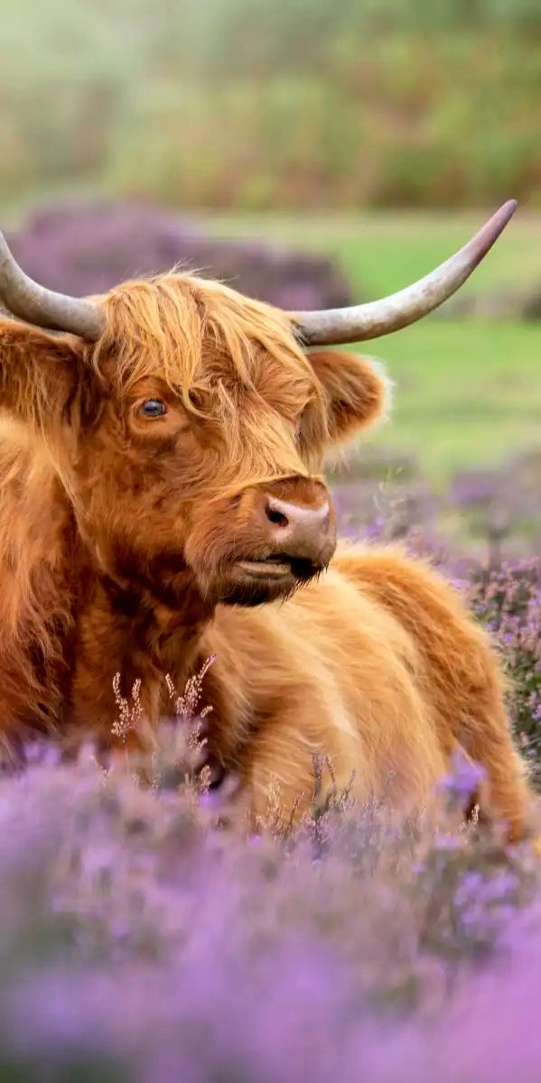 Highland Cow Paradise Wall Art